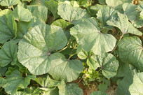 �˵���ֲ�Ķ���